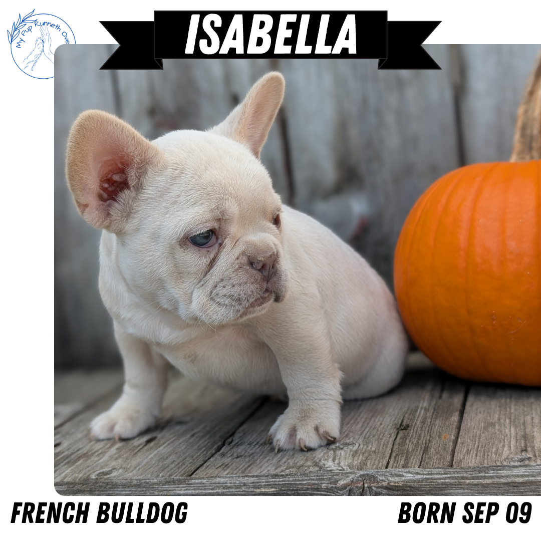 FRENCH BULLDOG (09/09) FEMALE