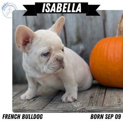 FRENCH BULLDOG (09/09) FEMALE