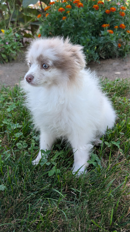 POMERANIAN (04/22) FEMALE