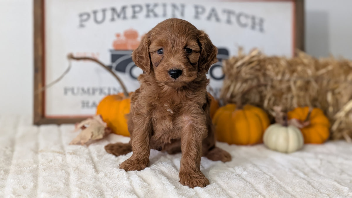 MINI GOLDENDOODLE (AUG 13) 6 MALES/3 FEMALES