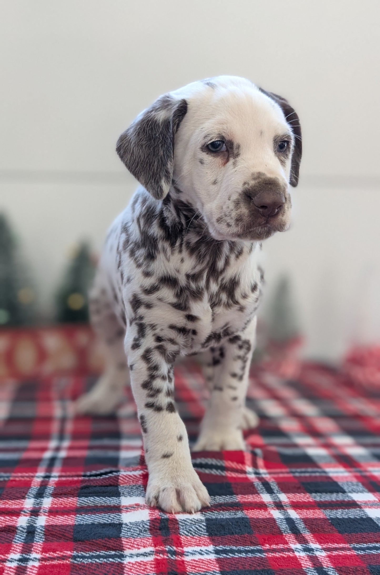 DALMATIAN (OCT 26) MALES