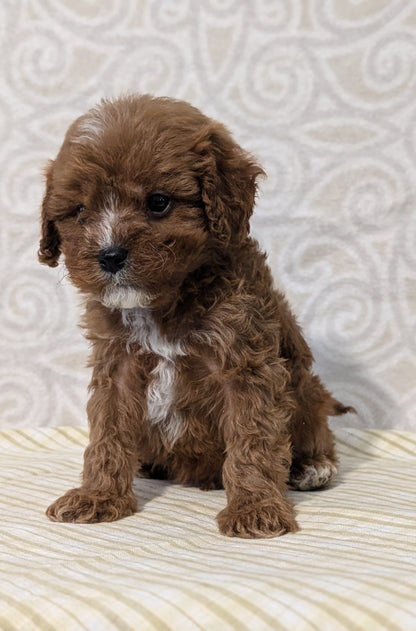CAVAPOO (JAN 29) MALES