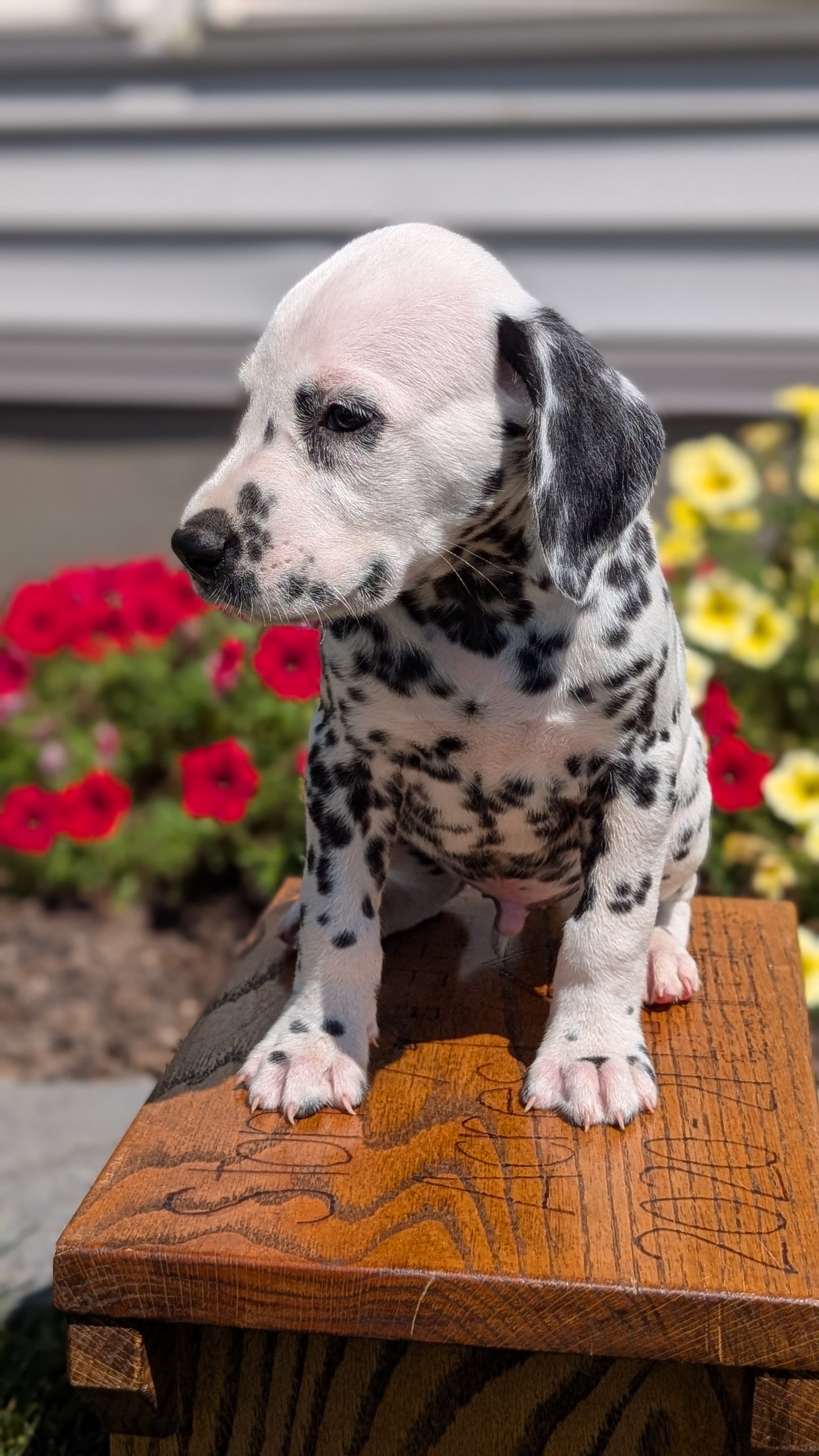 DALMATIAN (JUN 29) MALES