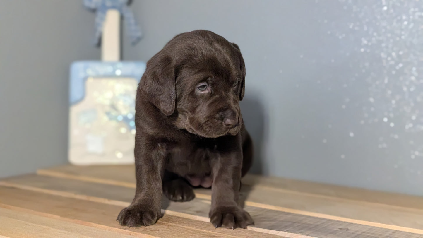 LABRADOR RETRIEVER (JAN 18) FEMALES