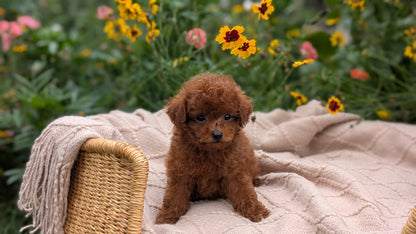 TOY POODLE (07/01) MALE
