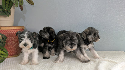 MINI SCHNAUZER (01/08) FEMALE