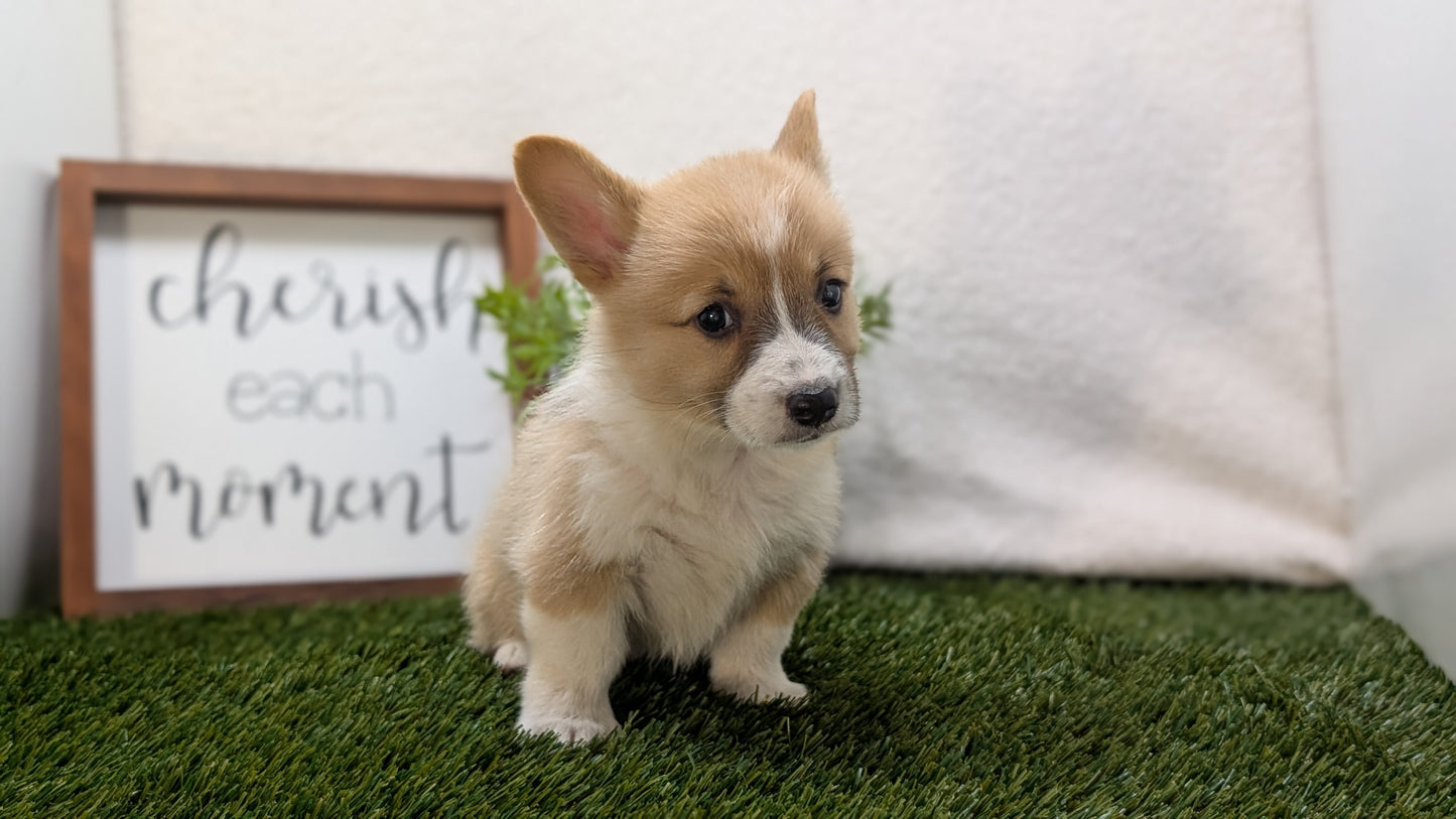 CORGI (07/10) MALE