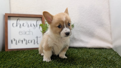 CORGI (07/10) MALE