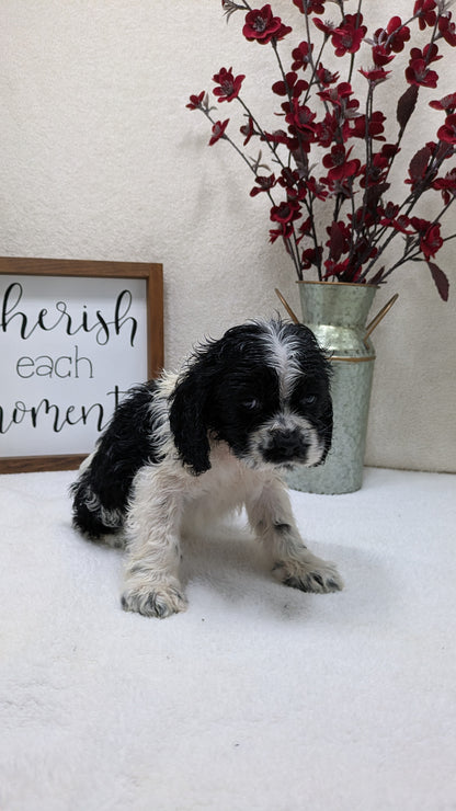COCKER SPANIEL (12/03) MALE