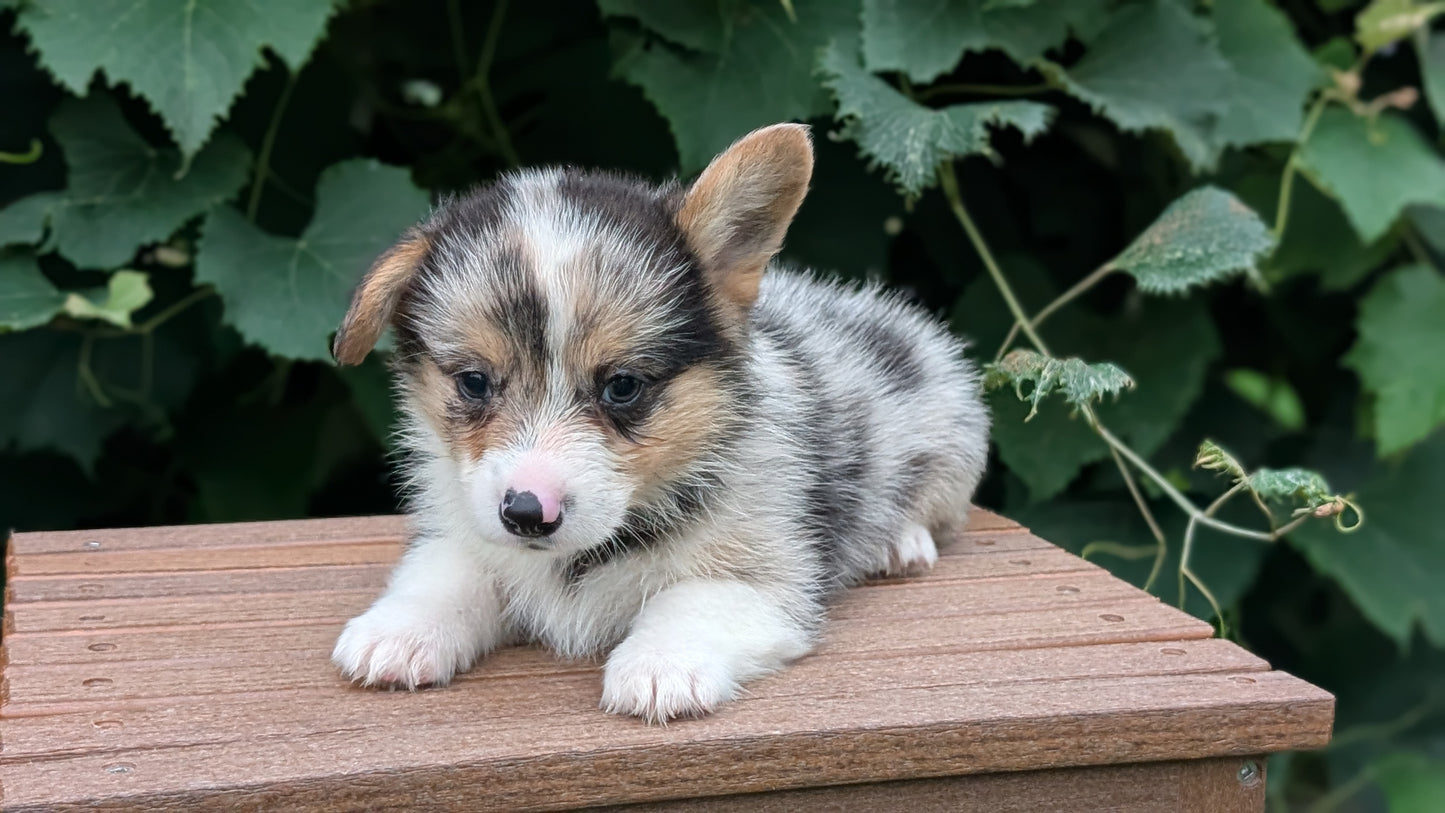 CORGI (JUN 22) MALES