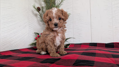 CAVAPOO (OCT 27) FEMALES