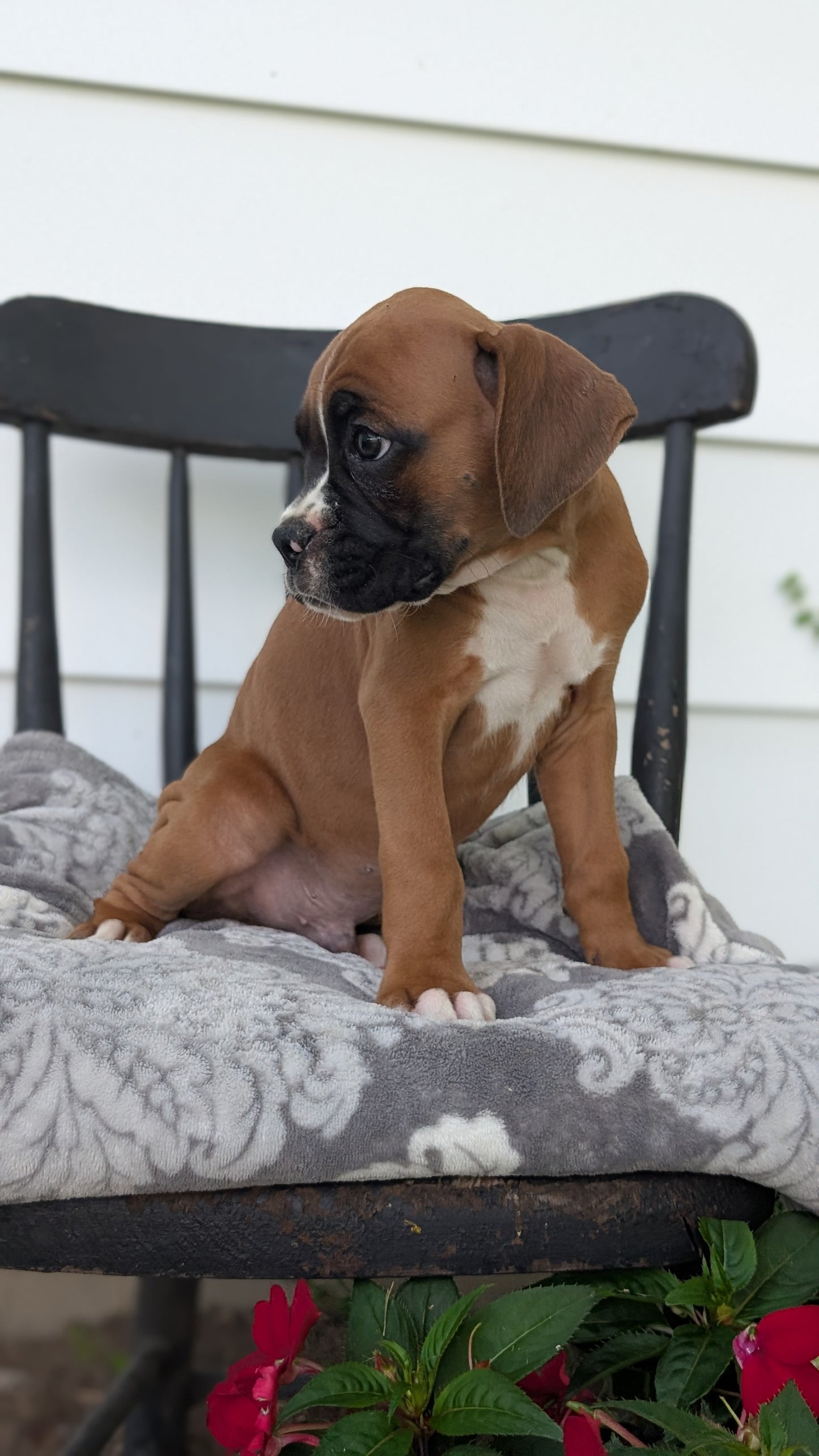 BOXER (JUN 11) MALES