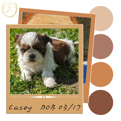 SHIH TZU (03/17) FEMALE