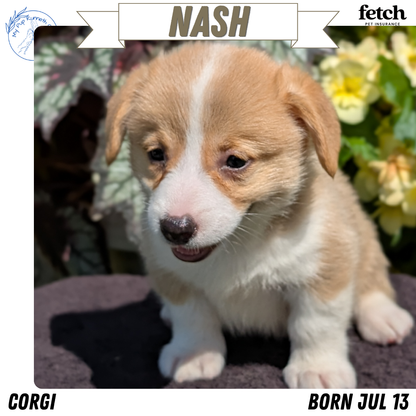 CORGI (JUL 13) 2 FEMALES/3 MALES