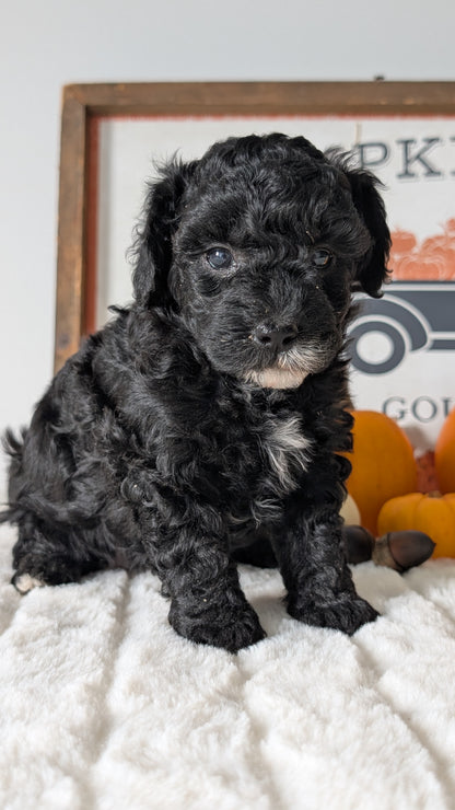 MINI POODLE (09/12) FEMALE