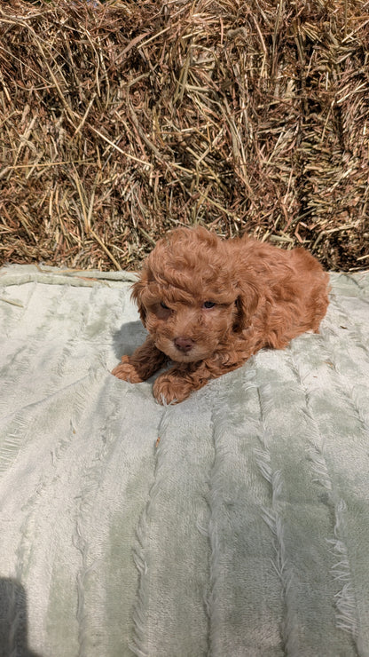 MINI POODLE (03/18) MALE