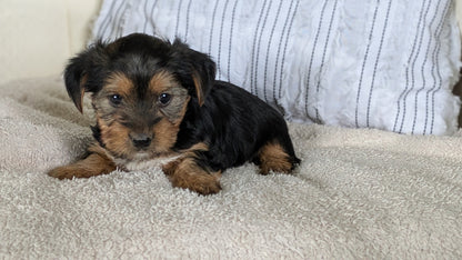 YORKSHIRE TERRIER (02/25) FEMALE