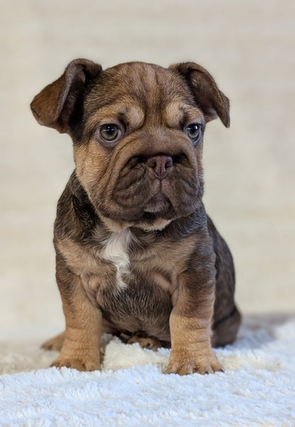 FRENCH BULLDOG (OCT 08) FEMALES