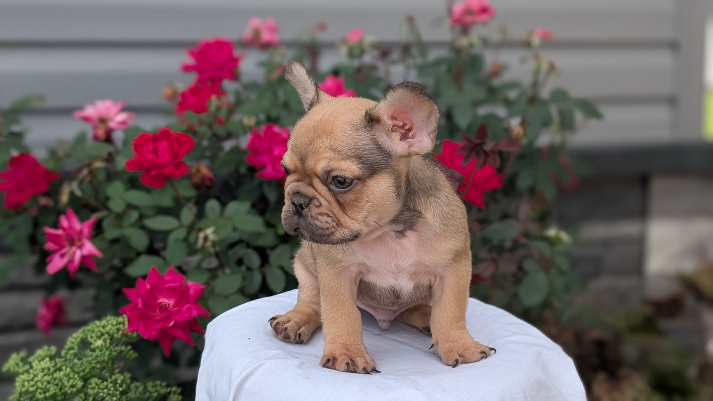 FRENCH BULLDOG (JUN 26) 2 MALES
