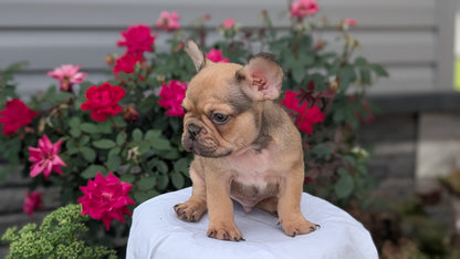 FRENCH BULLDOG (JUN 26) 2 MALES