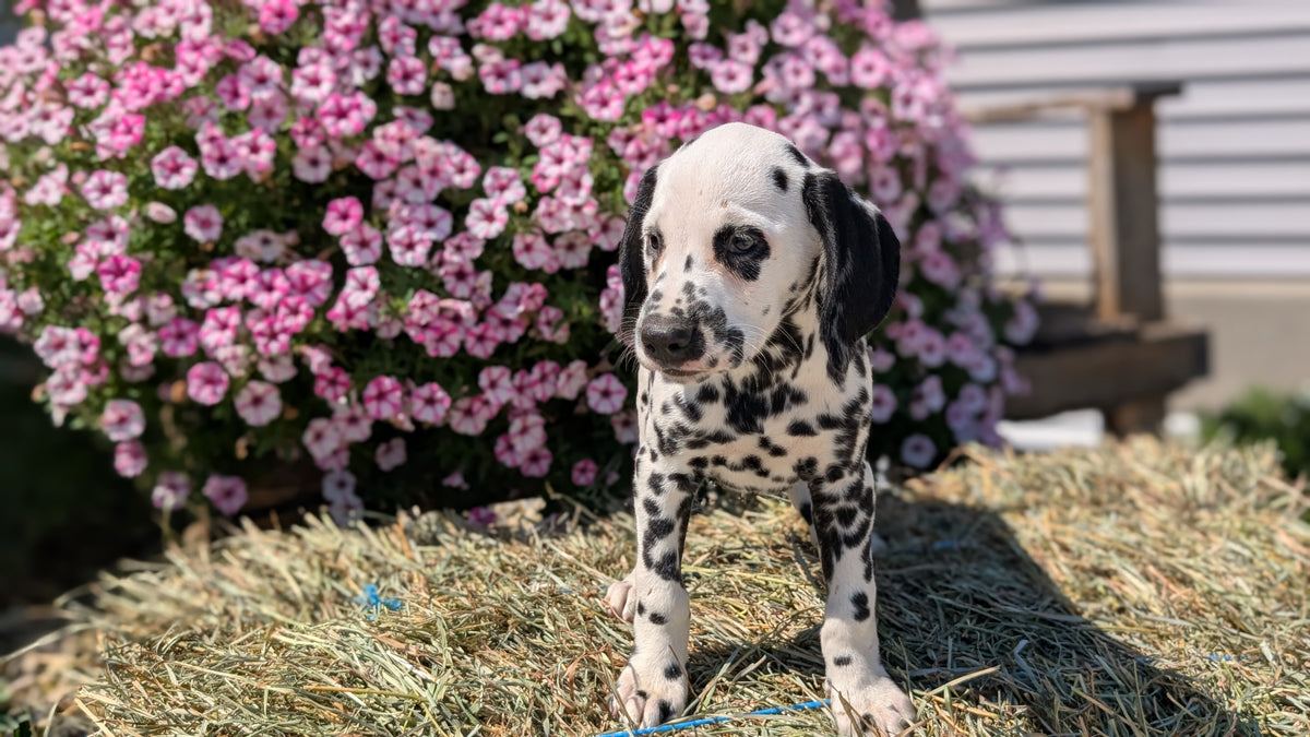 DALMATIAN (JUN 29) FEMALES
