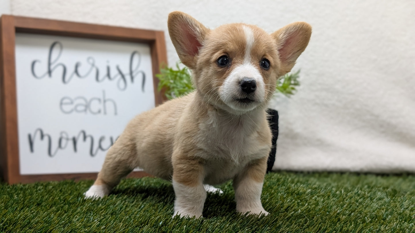 CORGI (07/10) FEMALE