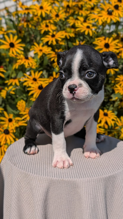 BOSTON TERRIER (JUL 11) 4 FEMALES/4 MALES