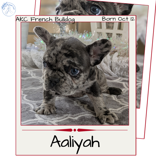 FRENCH BULLDOG (10/12) FEMALE