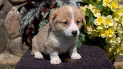 CORGI (JUL 13) 2 FEMALES/3 MALES