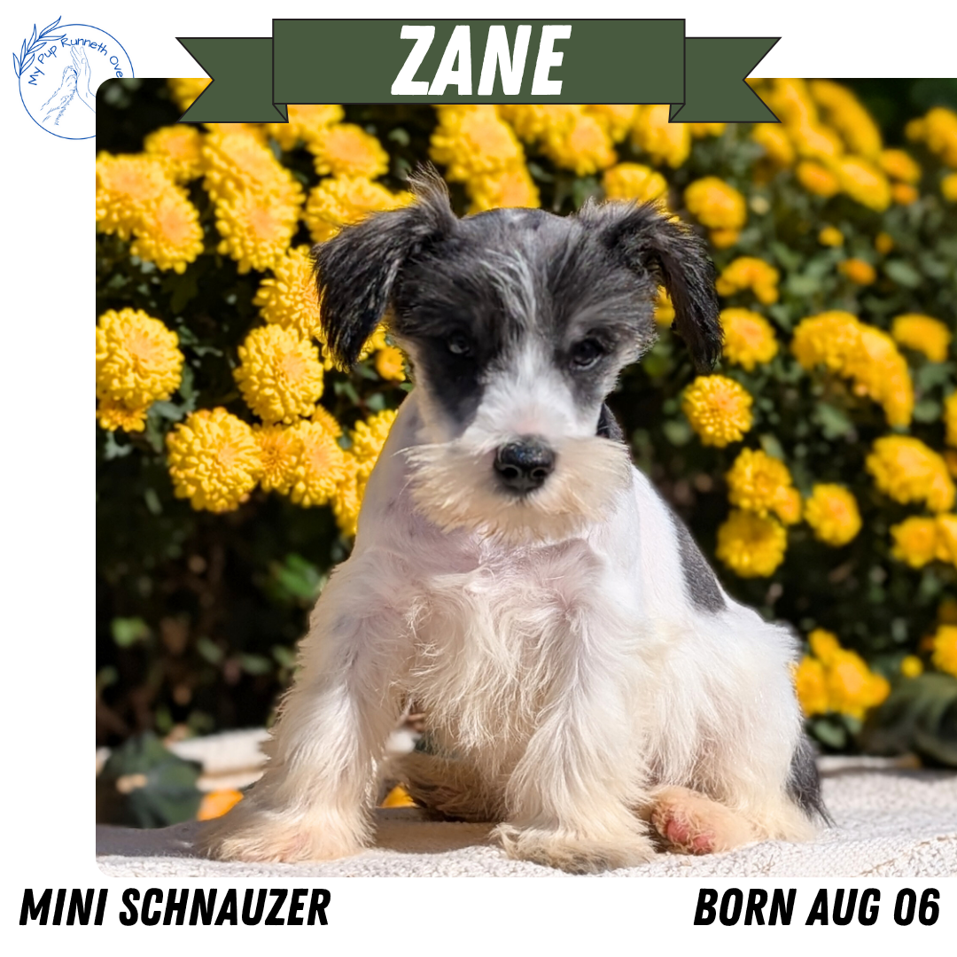 MINI SCHNAUZER (08/06) MALE