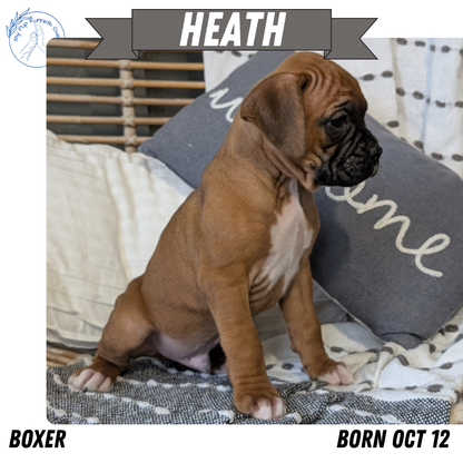 BOXER (OCT 12) MALES