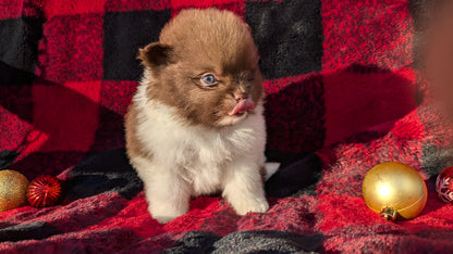 POMERANIAM (10/02) MALE