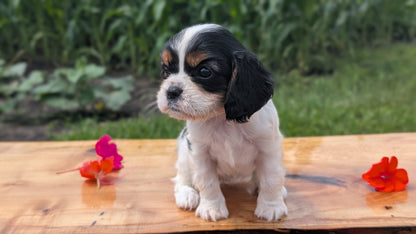 CAVALIER (MAY 30) FEMALES