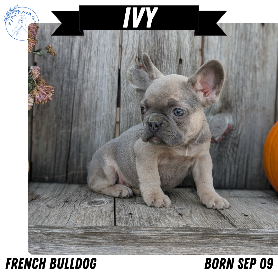 FRENCH BULLDOG (09/09) FEMALE