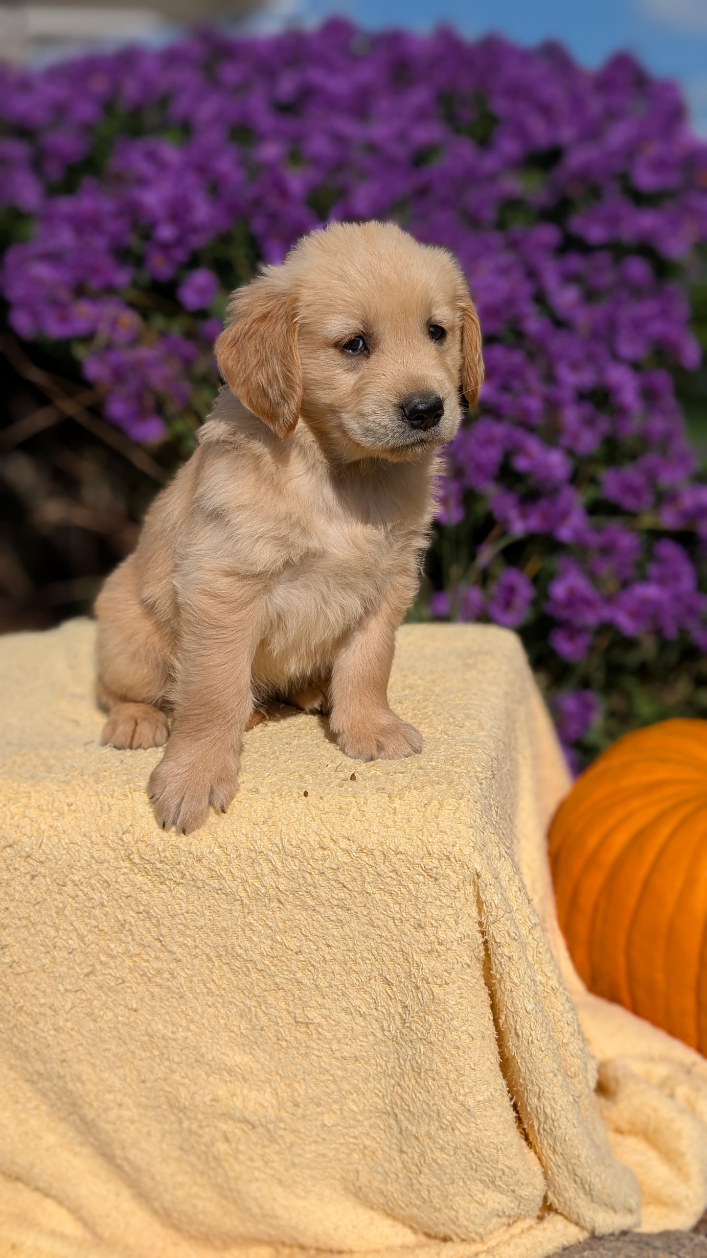 GOLDEN RETRIEVER (08/14) MALE