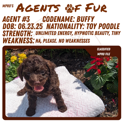TOY POODLE (06/23) FEMALE