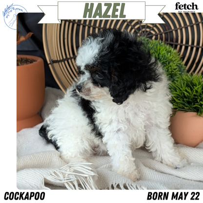 COCKAPOO (MAY 22) FEMALES