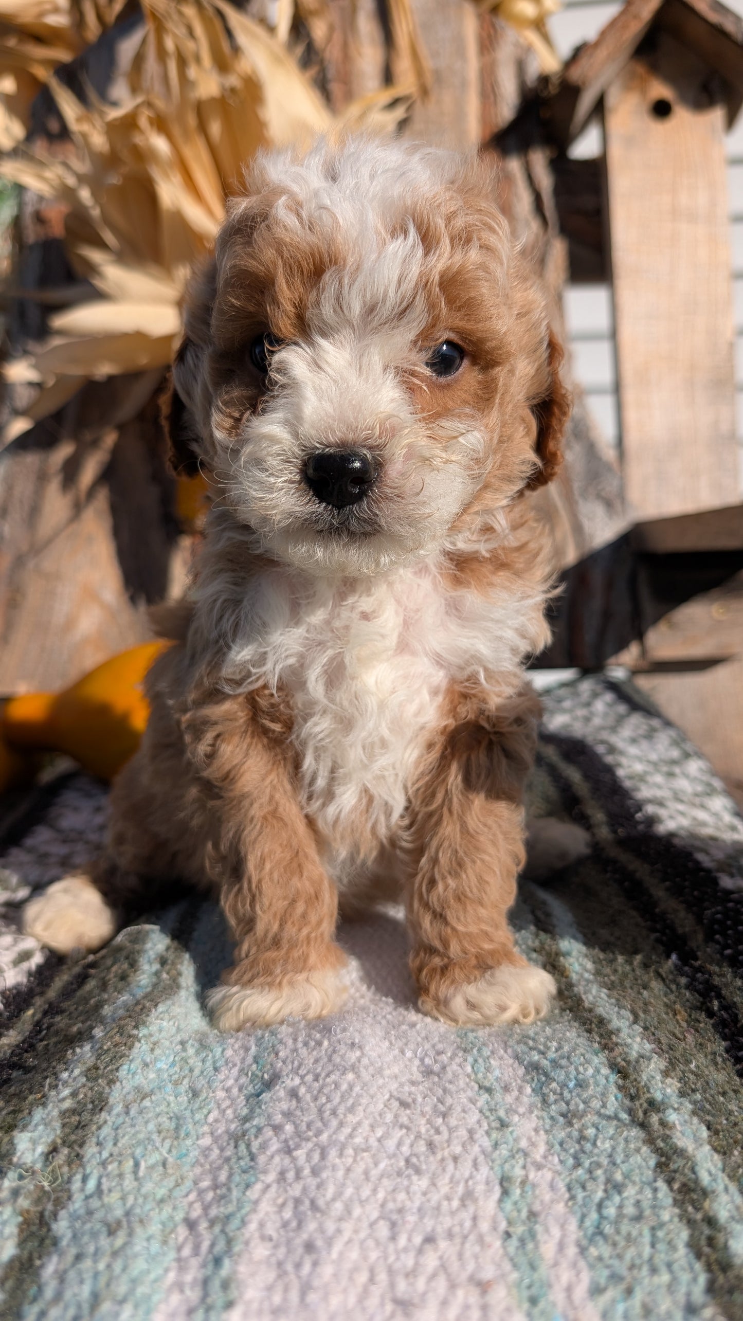 CAVAPOO (OCT 02) MALES