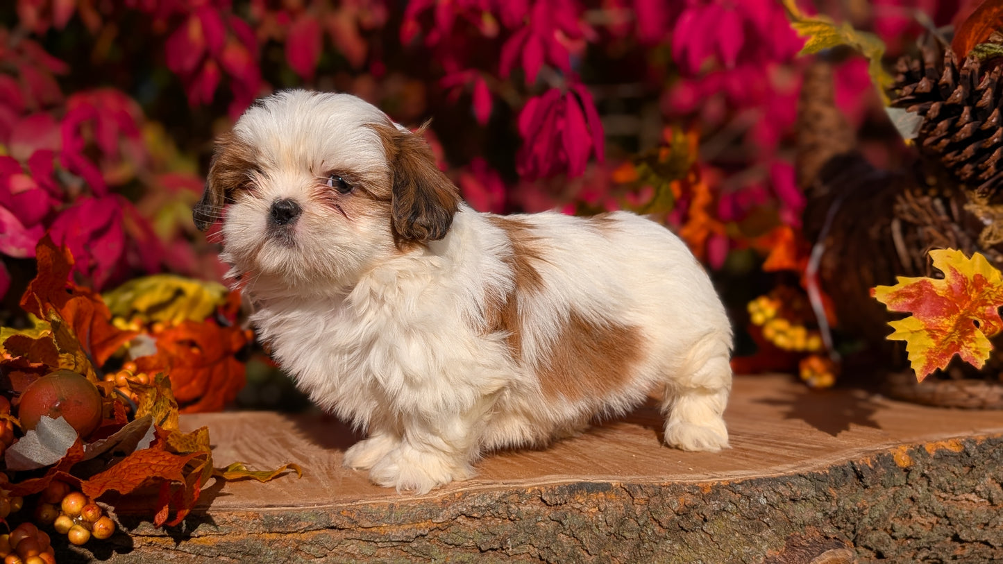SHIH TZU (09/03) FEMALE