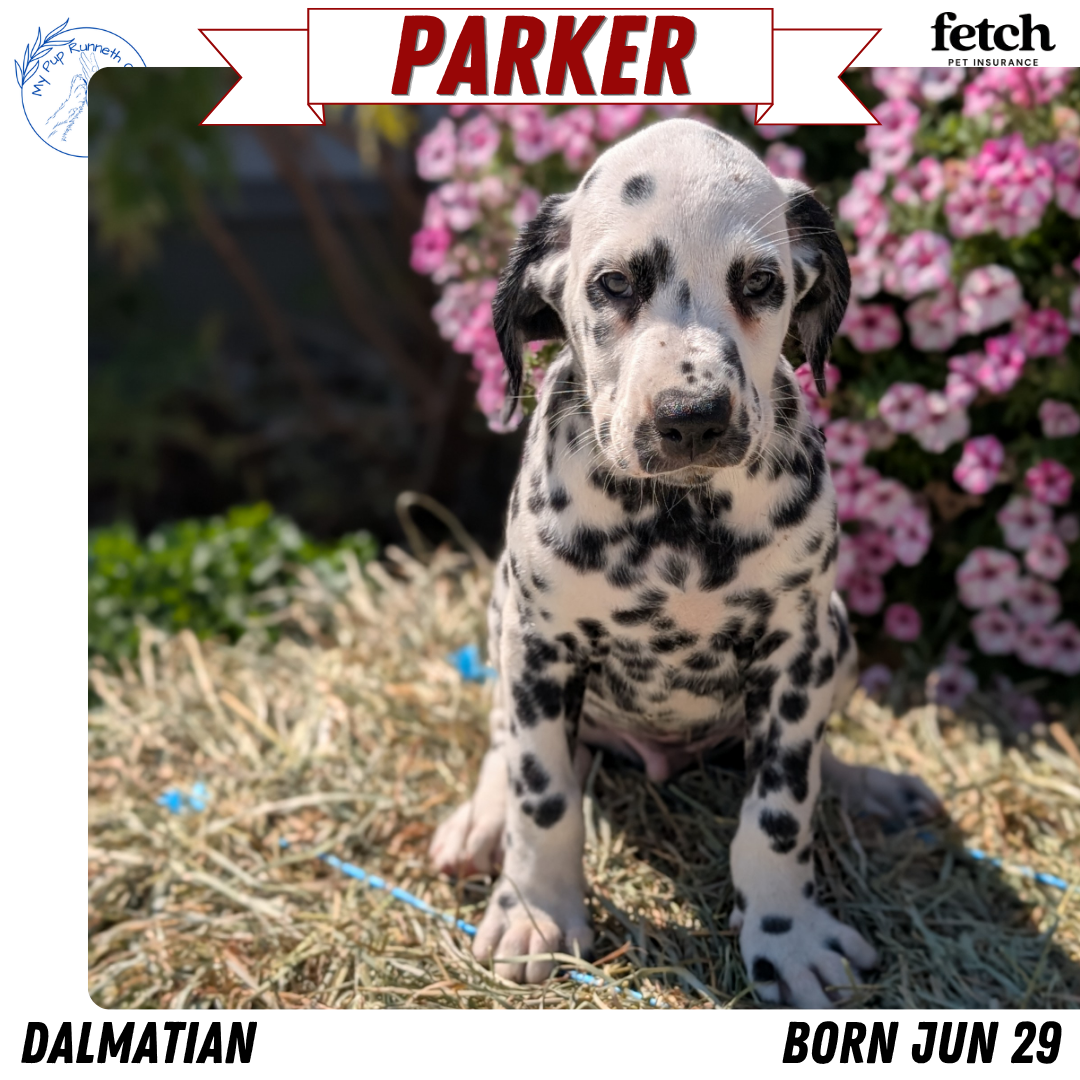 DALMATIAN (JUN 29) MALES