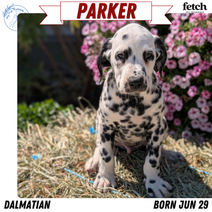 DALMATIAN (JUN 29) MALES