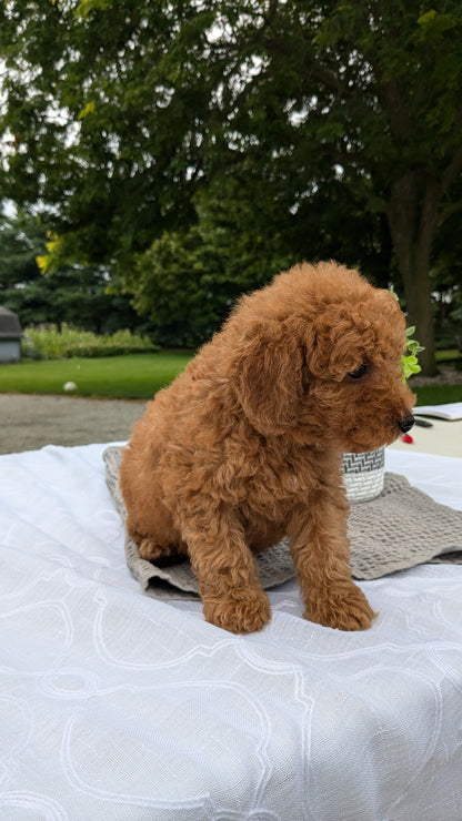 MINI GOLDENDOODLE (06/09) MALE