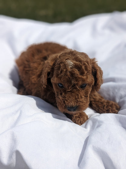 CAVAPOO (03/07) FEMALE