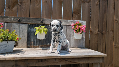 DALMATIAN (06/09) MALE