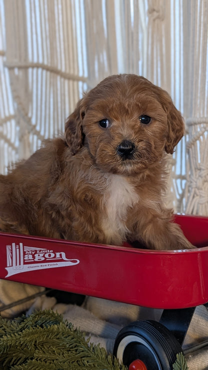 CAVAPOO (NOV 17) MALES