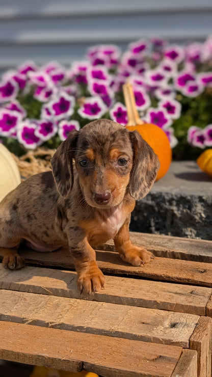 MINI DACHSHUND (08/19) FEMALE