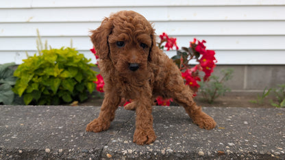 TOY POODLE (07/04) MALE