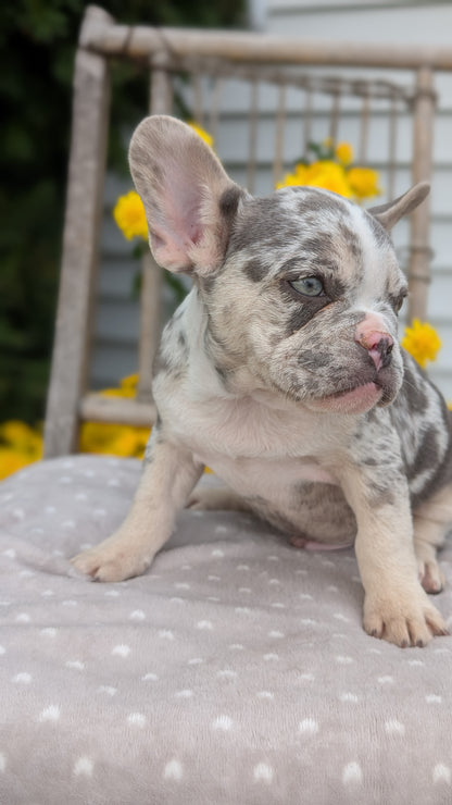 FRENCH BULLDOG (07/29) MALE