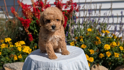 MINI GOLDENDOODLE (08/15) FEMALE