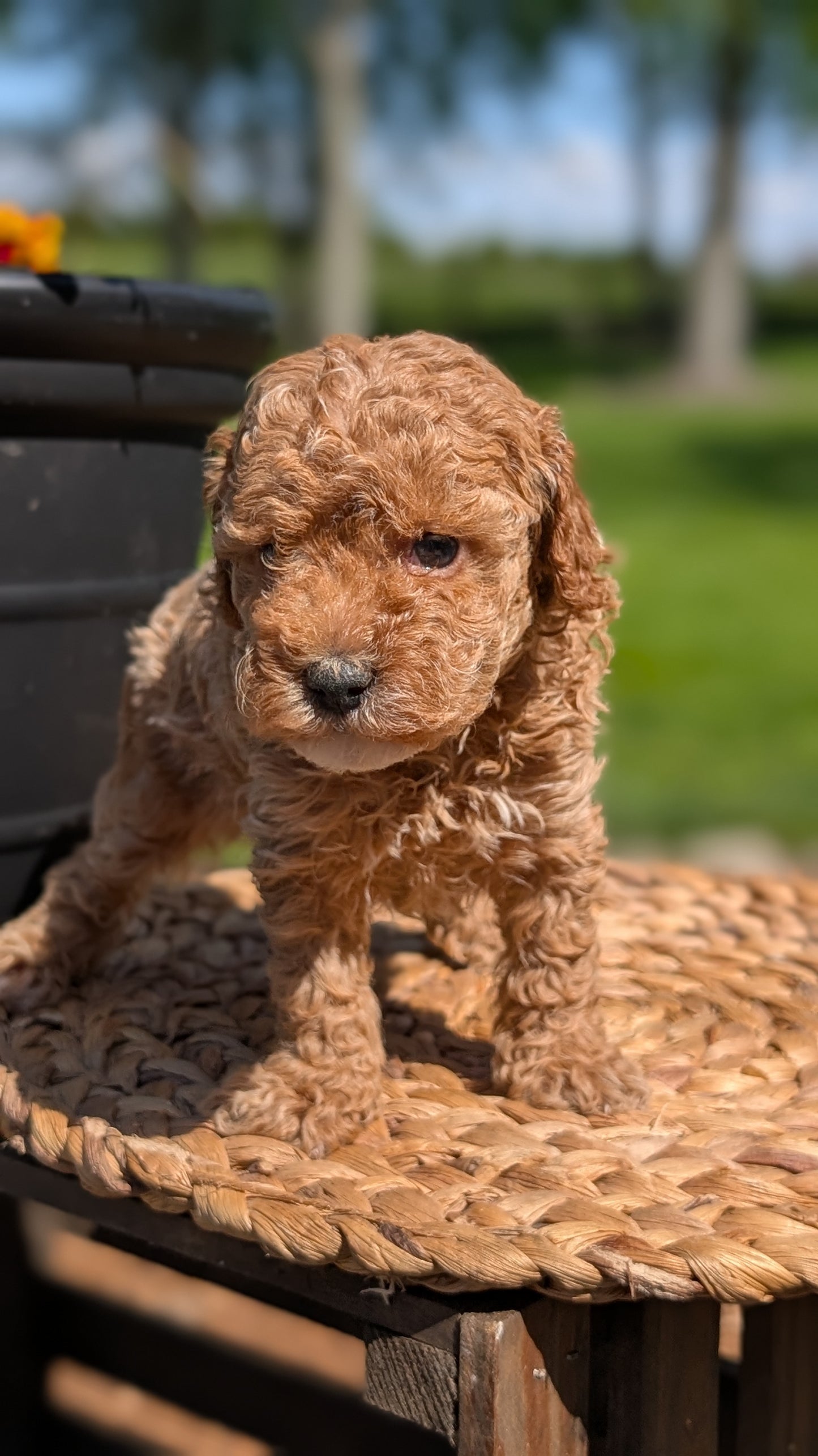 MINI POODLE (APR 03) FEMALES